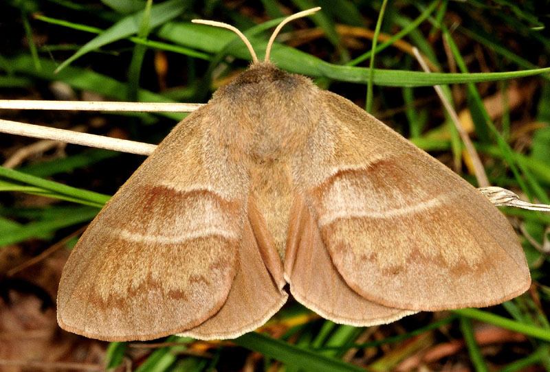 Lasiocampidae - Macrothylacia rubi